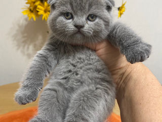 Клубные шотландские (scottish fold, scottish straight) котята с документами.