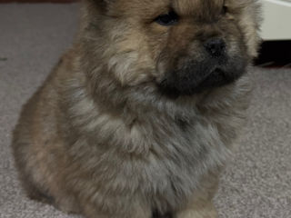 Chow Chow foto 5