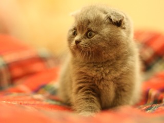 Вязка с клубным котом "scottish fold"(с родословной) foto 9