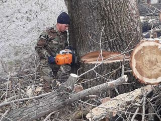 Taiere si indepartarea arborilor, Servicii Autoturn! foto 11