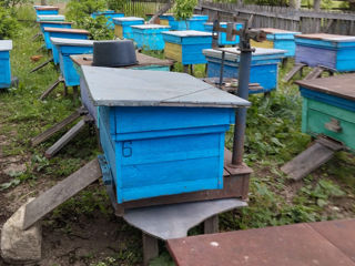 Продам пчелосемьи. Vand familii de albine. foto 1
