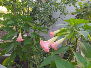 Бругмансия ароматная.( Brugmansia suaveolens) Труба ангела.(Граммофон цветок) Бругмансия душистая.. foto 10