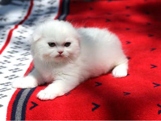 Împerechere cu renumitul motan scottish fold alb, cu ochi albaștri. foto 9