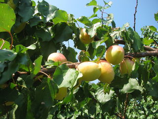 Pomi  fructiferi - cais (abrikos ) Nadejda - ( soiuri din gr.Ananasovie ) Limoncă , Şalah   ... foto 2