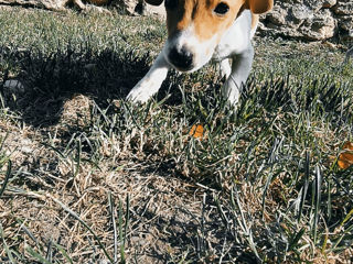 Jack Russell Terrier foto 5