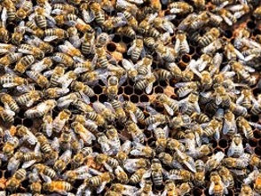 Familii cu albine