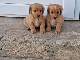 Cățeluș de chocer Spaniel