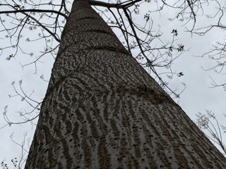 Куплю Paulownia foto 7