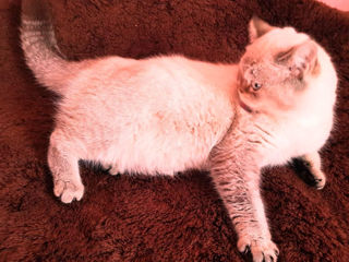 Motan Golden Chinchilla Point (Blue eyes) pt împerechere foto 3