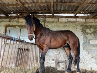 Armasar Orlovskii,, Nume Junior,, Tatal Cezar. inaltimea la greban 1,76 cm!!,  Doar Monta!!! фото 0