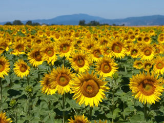 Vindem floarea soarelui 6 lei/kg foto 1