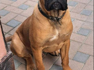 Cane corso  foto 5