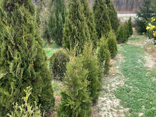 Arbori decorativi crescuti in Moldova la 10 km de la Chisinau.Thuja diverse forme,ienupar,mesteacan foto 9