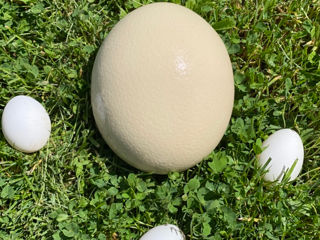 Oua de strut pentru incubat