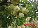 pomi fructiferi de la producator foto 5