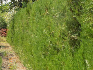 Thuja Biota foto 2