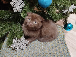 Scottish fold femela