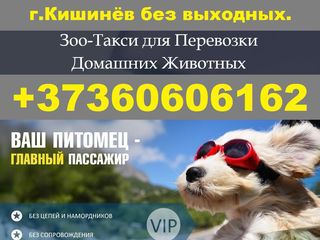 Зооперевозки г. Кишинёв. Viber WhatsApp Telegram. foto 3