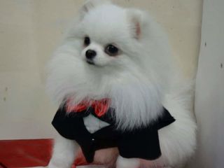 Померанский шпиц- Pomeranian FCI foto 1