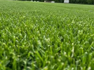 Семена газонной трава Turfline Ornamental foto 5