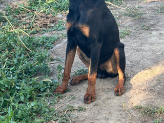 Doberman foto 2