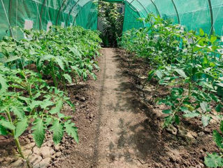 Sere de grădină la cele mai mici prețuri, 6x3x2,5m/ 6x4x 2,5m/ 8x4x 2,5m  - livrare,credit !! foto 1