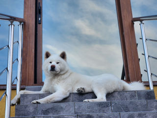 Akita Inu