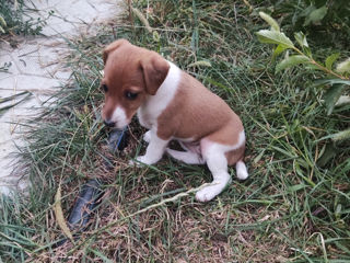 Jack Russel Terrier urgent! foto 8