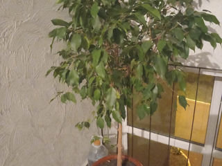 Floare Ficus