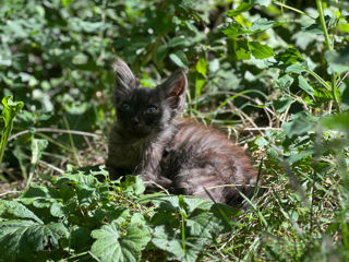 В добрые руки Котята / motanasi caut casa / kitties needs home foto 1