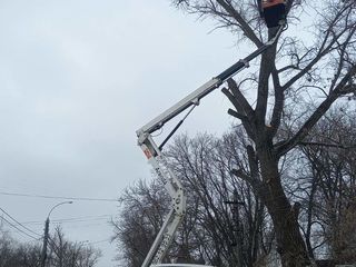 Curățarea copacilor! Tăierea crengilor ce încurcă liniilor electrice cu mașina Autoturn foto 5