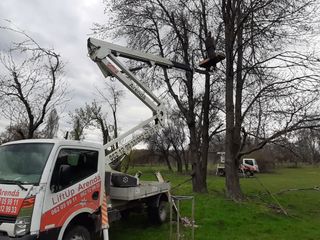Curățim copaci  de înălțime mare cu mașini Autoturn și toate echipamentele necesare! foto 2