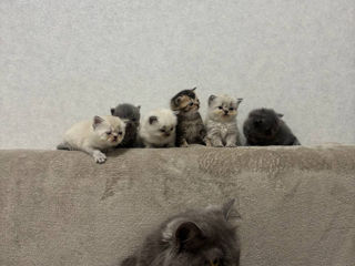 Vânzare/продаются - british longhair/shorthair (котята) foto 1
