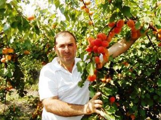 Pomi fructiferi -cais (abrikos ) Nadejda ,( ананасовый ) ,Big Red  ... foto 9
