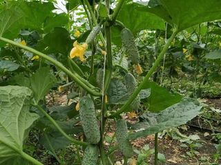 Seminte profesionale de legume pentru cultivarea in sereПрофессиональные семена овощей Rijk Zwaan foto 7