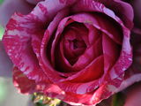 Trandafiri cu radacina... foto 8