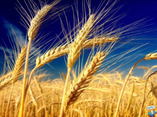 Фирма закупает зерно (пшеница, ячмень, рапс, горох, кукуруза, соя, подсолнух, сорго) по хорошей цене