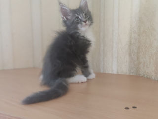 Main coon foto 6