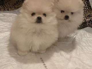 Mini spitz pomeranian