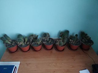 Cactusi / кактусы  cactus foto 1