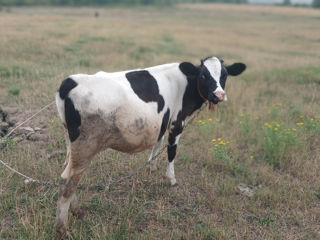 Se vinde vitica din vaca buna foto 3