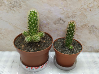 Cactus.Livrare. / Кактус. Доставка. foto 7