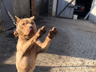 Pitbul foto 1