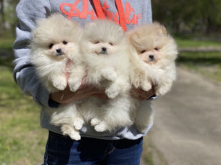 Spitz Pomeranian