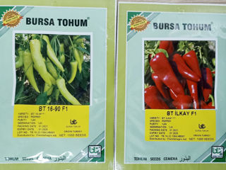 Seminte de ardei hibrizi ( Bursa Tohum )