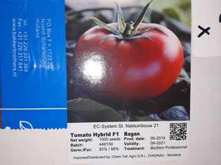 legume Seminte  Profesionale -importator exclusiv Porumb dulce Sweet Nugget foto 6