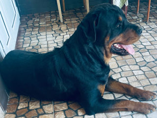 Rottweiler