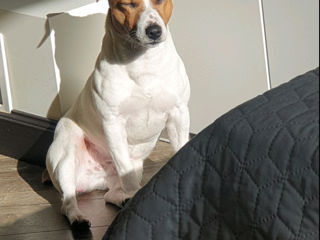 Jack Russell Terrier,  baiat 4 ani foto 2