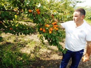 Pomi fructiferi !Cais ( abricos )  , persic  ,  prun (perj) , prăsad  ... foto 8