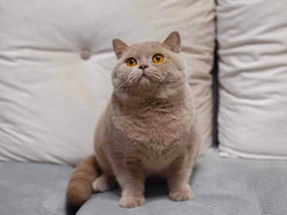 British Shorthair pedigree foto 8